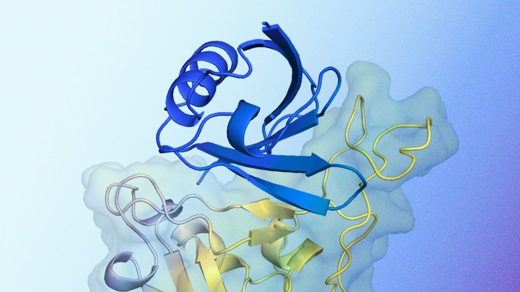 The target protein shown here in yellow is the height protein of the SARS-COV-2 virus, which is involved in the Covid-19 infection.