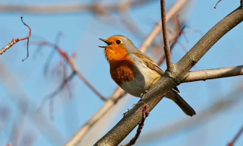 gettyimages 150951230 bird singing.jpg