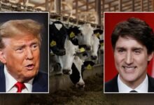 trump trudeau dairy.jpg