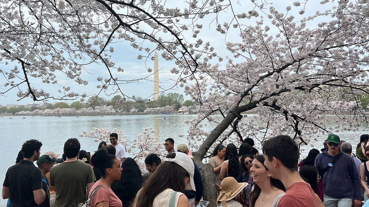Cherry flowers peak the capital