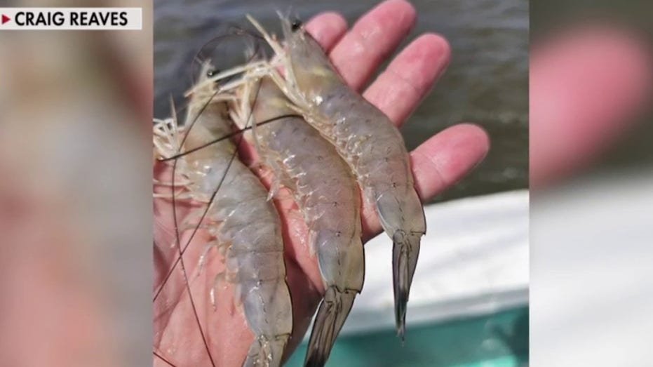 CJ Seafood Sefood Craig Reaves speaks "American reports" About how President Donald Trump's tariff will help shrimp.
