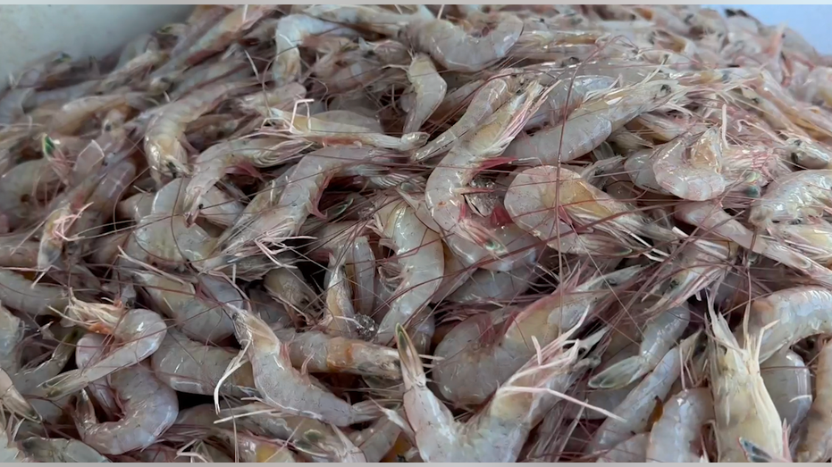 Pack of shrimp
