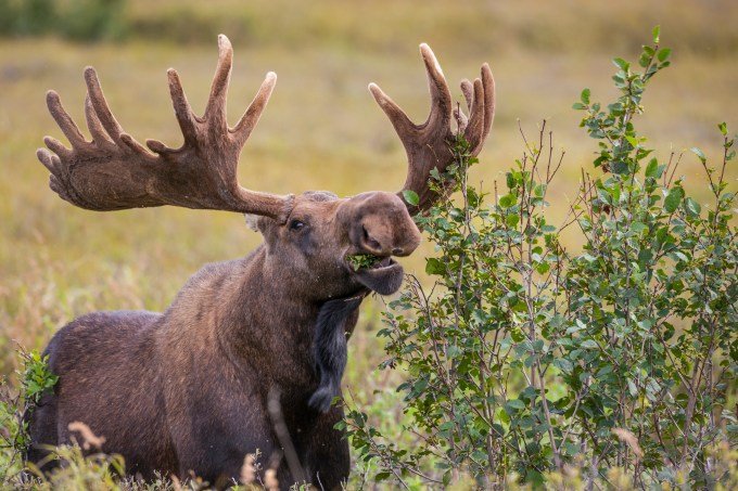 The mousse bull feeds on Aldr plants