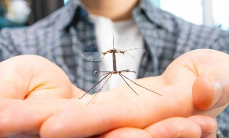 1745150797 This Tiny Robot Is Part Bee Part Crane Fly—and It.jpg