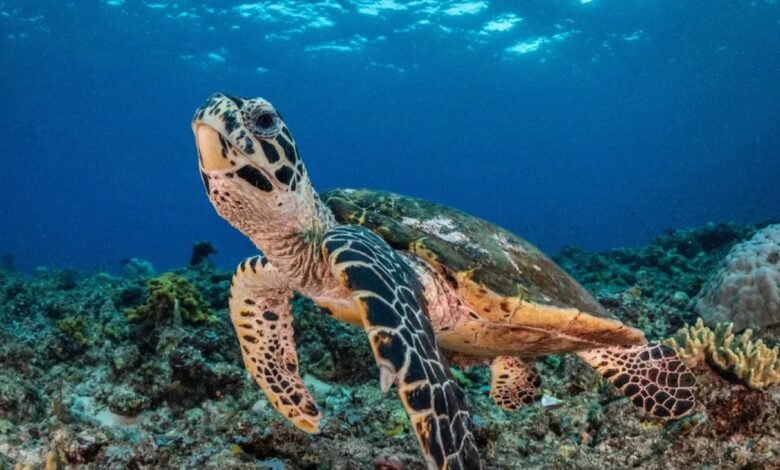 1745394741 Advancing conservation with AI based facial recognition of turtles.jpeg