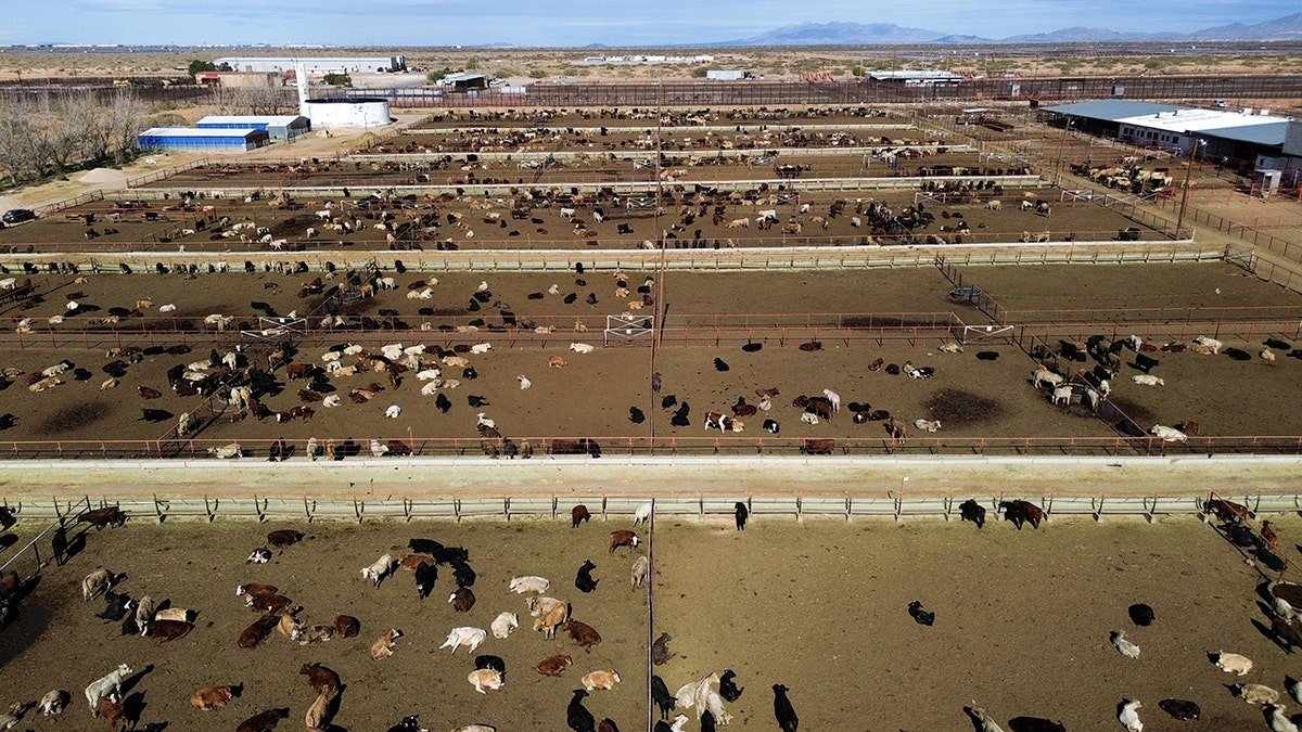 Air view of livestock in Chihua, Mexico