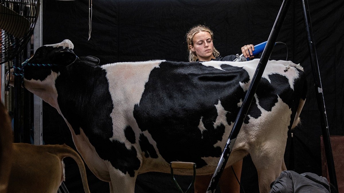 A cow is milk