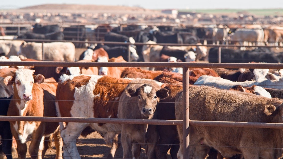 Consorting awaits slaughtering them on a farm in West Texas.