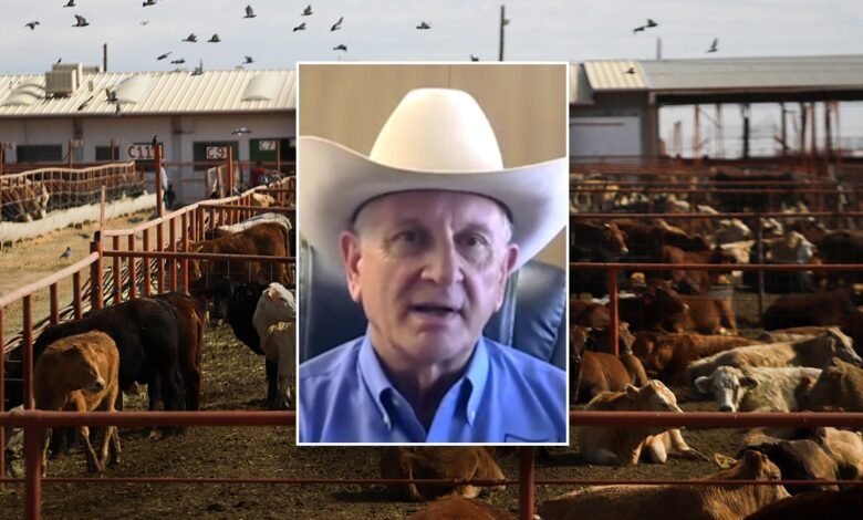 1745974377 US ranchers warn of screwworm threat as Mexico relents under.jpg