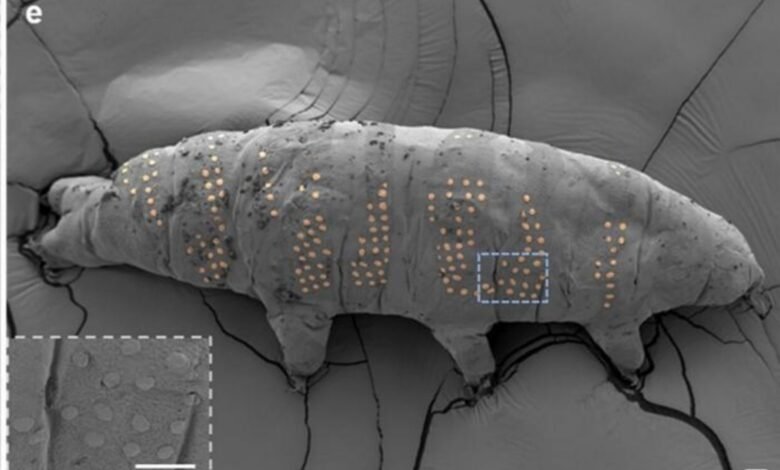 Researchers Tattooed Tardigrades They Promise It Will Be Useful.jpg
