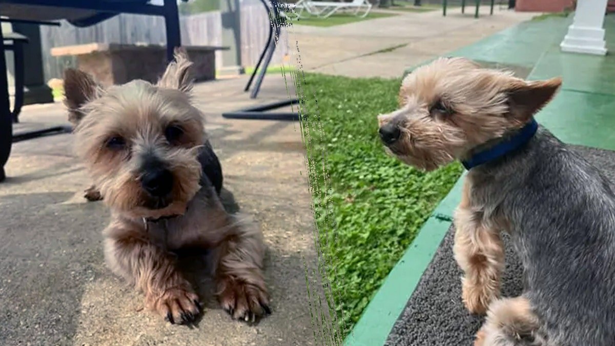 A picture divided into the danger of a small Yorkshire resting on concrete and sitting on the grass, both of which are in the brother's house