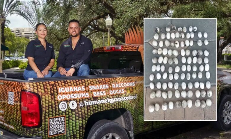 1746315294 Record 98 iguana eggs found in Miami yard highlights invasive.jpg