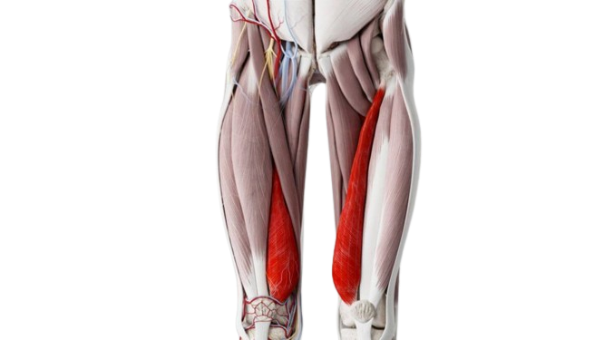 Groke muscles group: deep diving in thigh dissection 12 Fastos Medialis 4