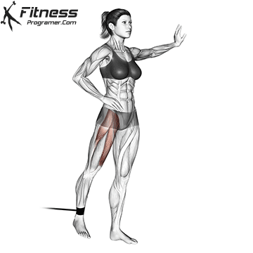 Thigh muscles group: deep diving in thigh dissection 16 Straight leg