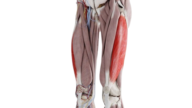 Groke muscles group: deep diving in thigh anatomy 11 Side wide 3