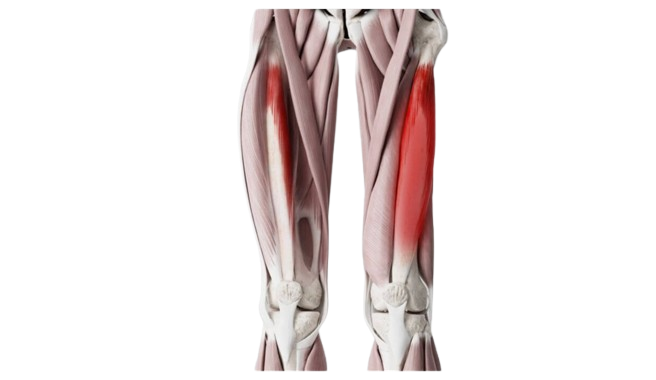 Groke muscles group: deep diving in thigh dissection 10 Intermedius 2 medium