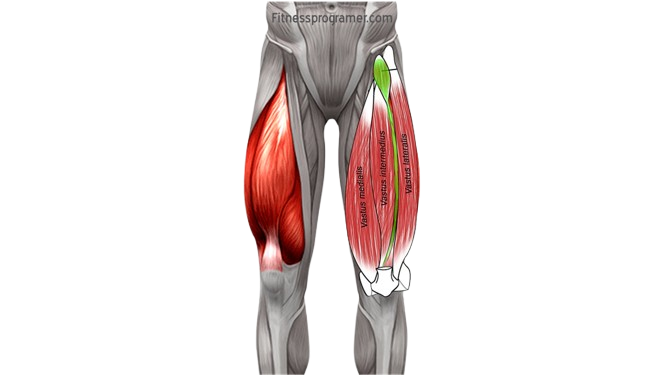 Thigh muscles group: deep diving in thigh dissection 13 Intermedius Quads