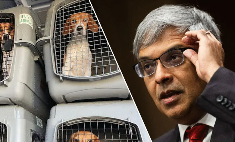 1746413553 NIH closes dog experimentation labs accused of brutally killing thousands.png