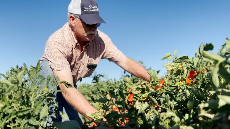 California farms captured tomatoes