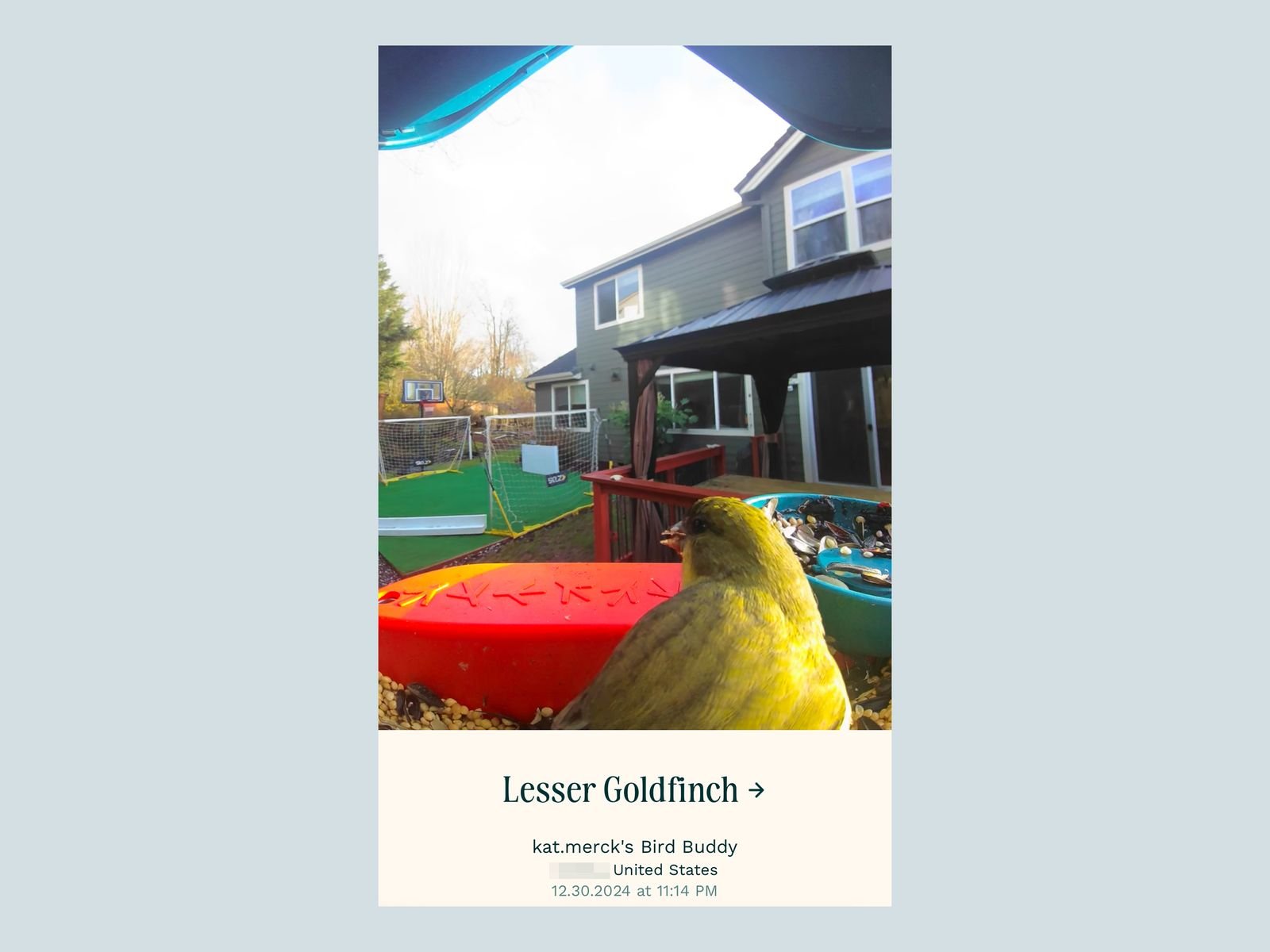 A screenshot from the app for the Bird Buddy Smart Bird Feeder Pro With Solar showing a yellow bird eating at the ledge...