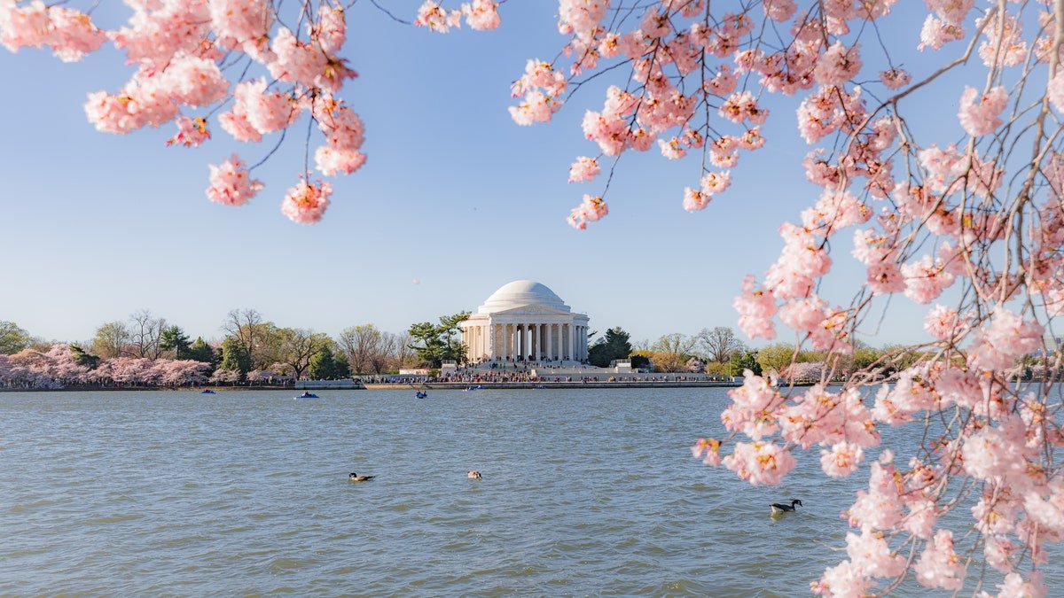 Cherry Washington DC 2023