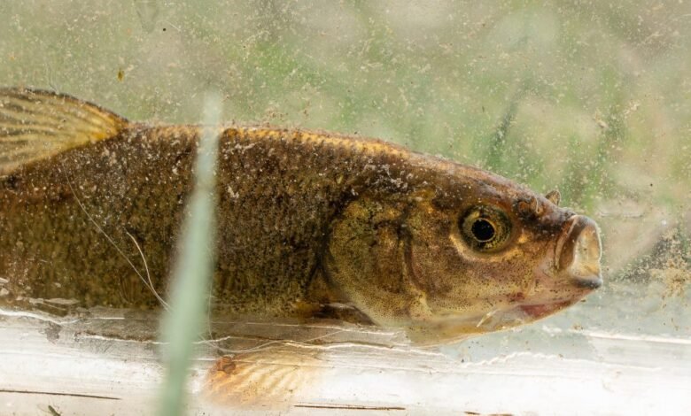 1747859817 The Trump administration just proposed its first animal to be.jpg