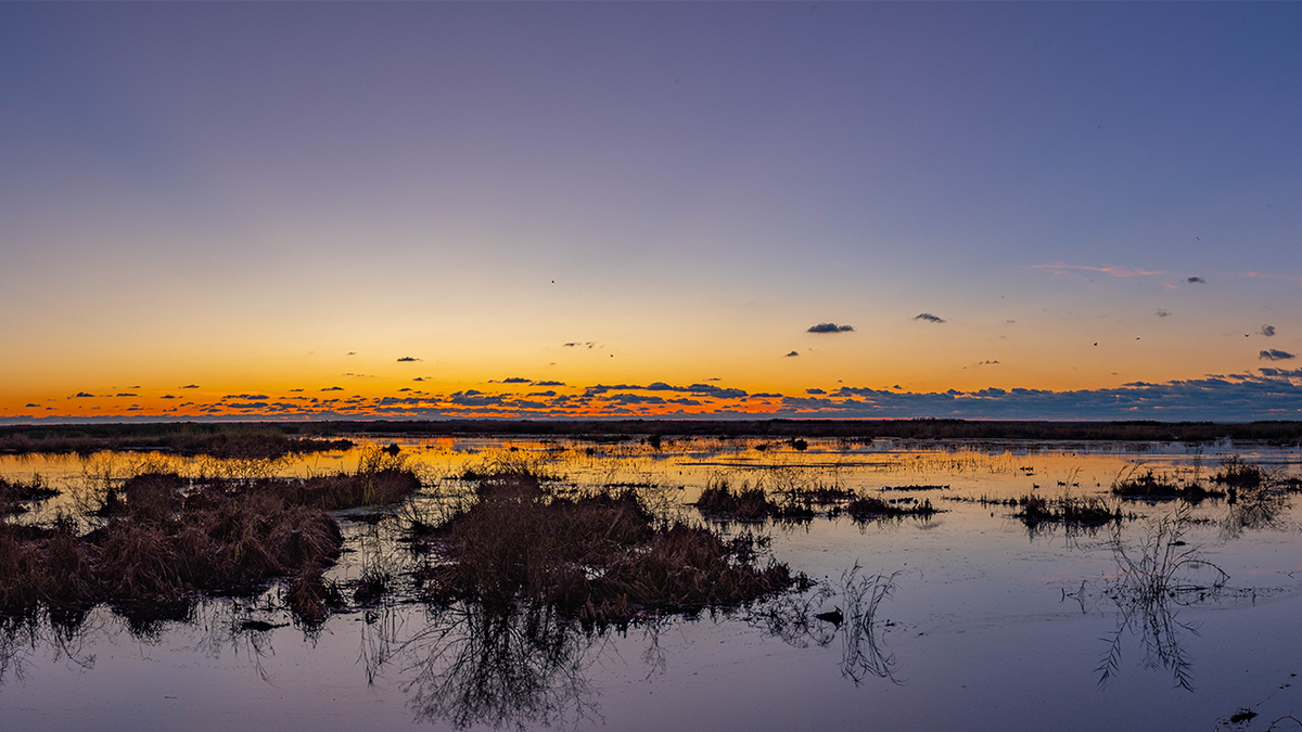 Nungaray Wildlife in Twilight