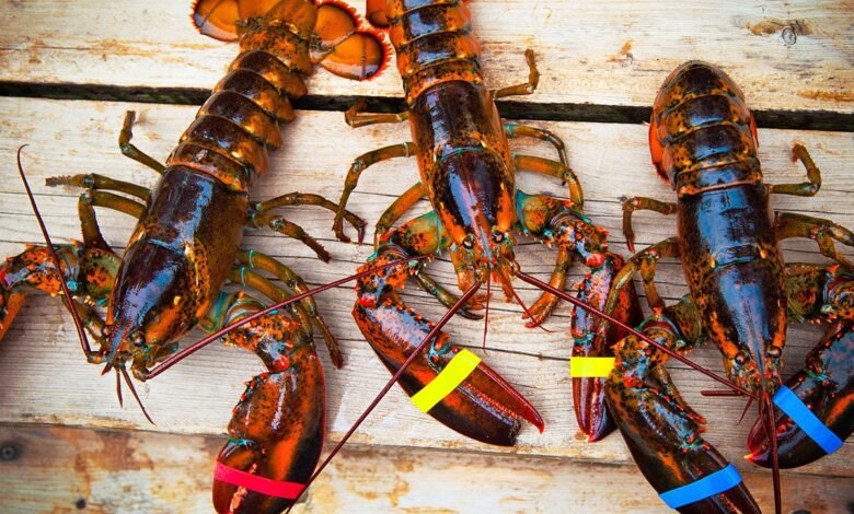 1748469759 Tariff free US lobster exports to EU face July 31 deadline.jpg