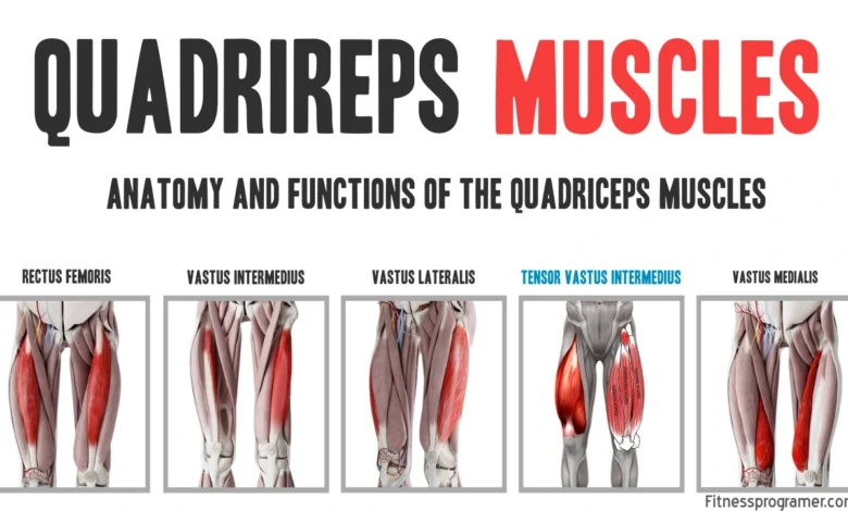 A Deep Dive Into Quads Anatomy.webp.webp