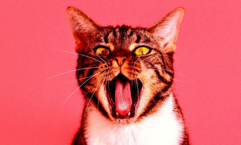 Chinese Tech Giant Wants to Translate Your Cats Meows Using.jpg