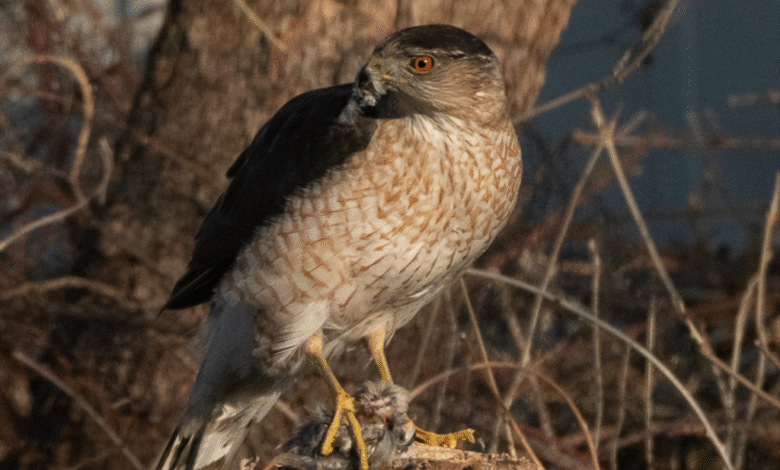This Hawk Figured Out Traffic Signals to Ambush Its Prey.png