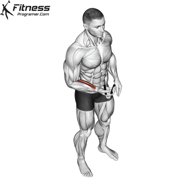 Muscles of the forearm anatomy and function: a comprehensive guide 16 Fist