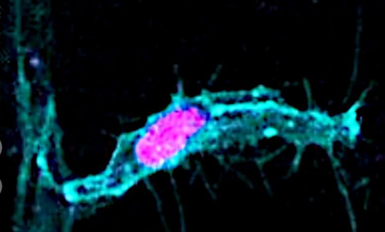 What You Learned About Cell Division Is Probably Wrong.jpg