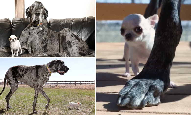 Worlds tallest shortest dogs meet in adorable encounter caught on.png