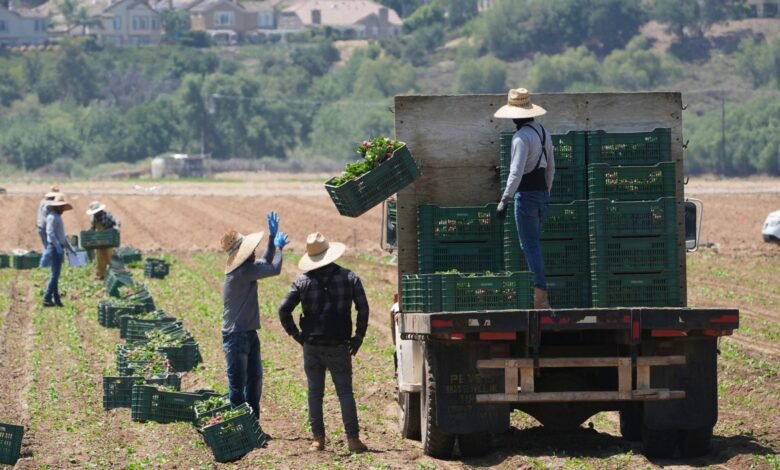 1749941510 Trump curbs immigration enforcement at farms meatpacking plants hotels and.jpg