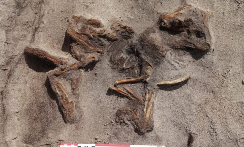 1750010084 Metal Detectorist Discovers Rare Boat Grave Containing Viking Woman and.jpg