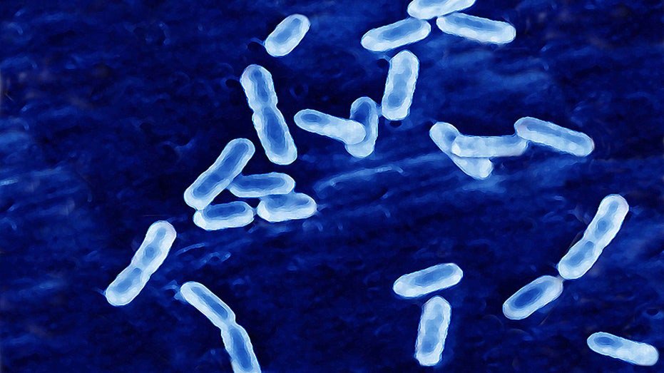 Lycerea bacteria under a microscope
