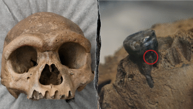 1750475864 Ancient 146000 year old skull revealed as Denisovan not new human species.png