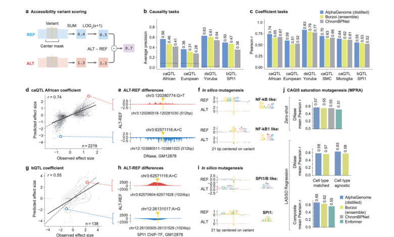 1750969667 Google DeepMind Releases AlphaGenome A Deep Learning Model that can.png