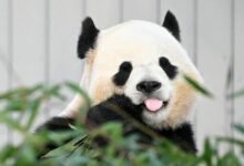 1751052342 How America Helped Kick Off the Global Panda Craze.jpg