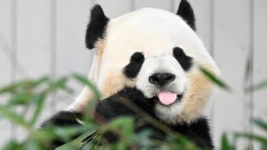 1751052342 How America Helped Kick Off the Global Panda Craze.jpg