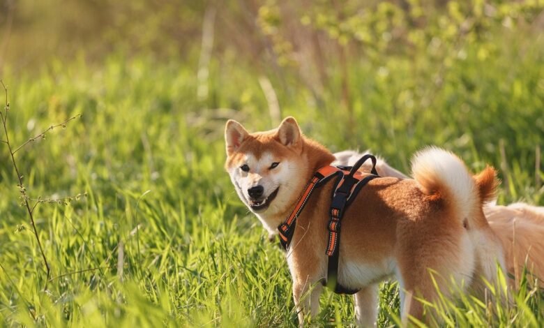 Elon and Trumps Breakup Results In Hilarious Consequences For Dogecoin.jpg