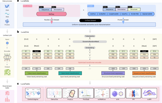 Generalized biological foundation model with unified nucleic acid and protein.png