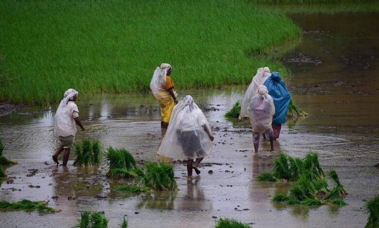 Only 207 annadatas fully depend on agriculture for income Report.jpeg