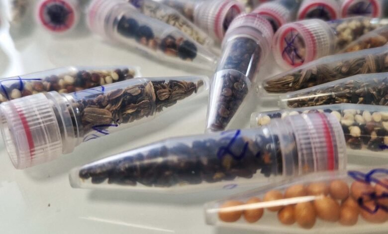 Scientists Are Sending Cannabis Seeds to Space.jpg