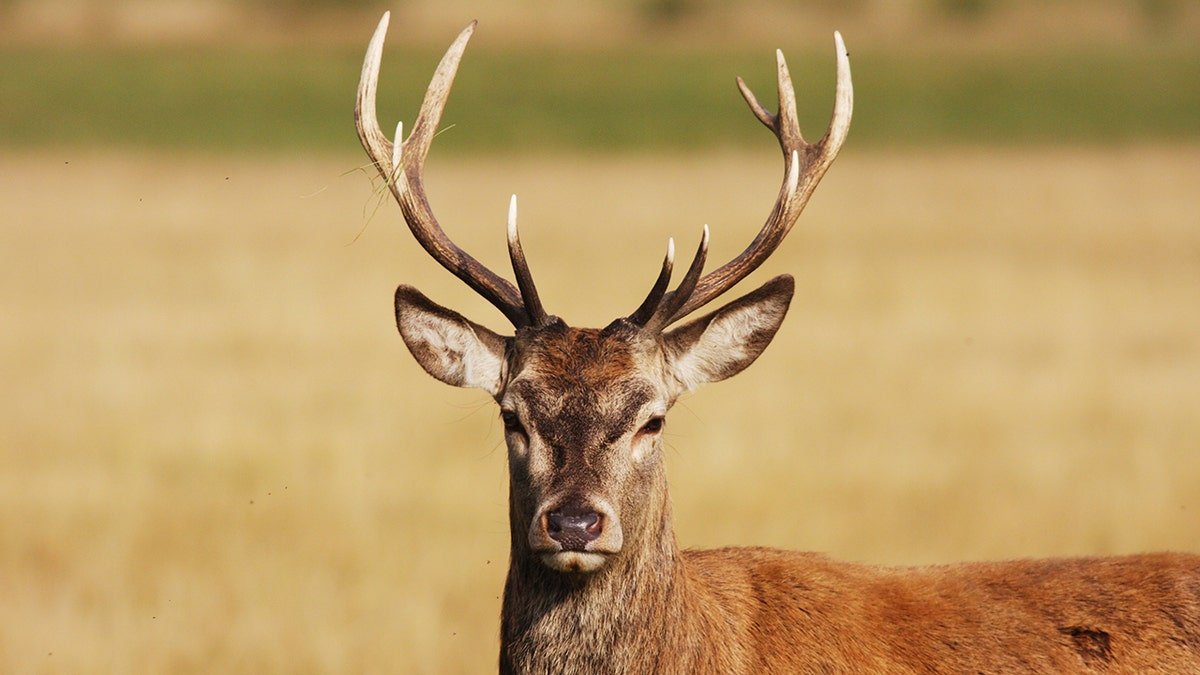 Red deer deer
