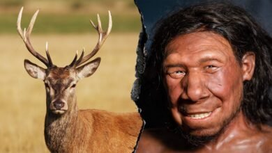 1751678504 Neanderthals ran fat factory 125000 years ago study finds.jpg