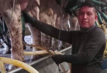 1751890682 Vermont dairy farm migrant ICE raids put industry on edge.jpg