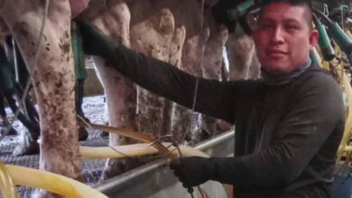 1751890682 Vermont dairy farm migrant ICE raids put industry on edge.jpg