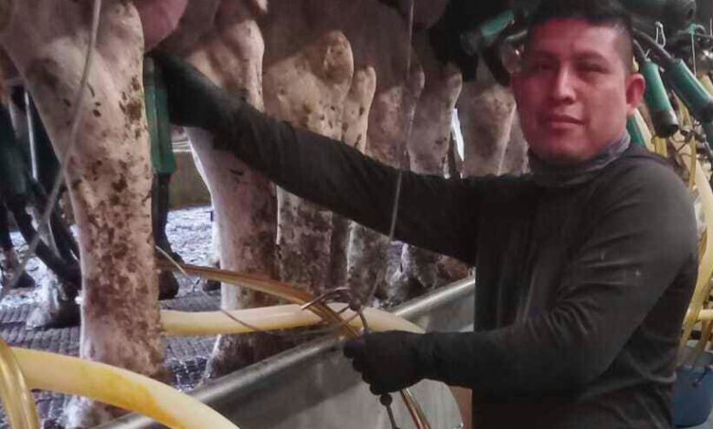 1751890682 Vermont dairy farm migrant ICE raids put industry on edge.jpg